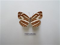 藏品(小環蛺蝶)的圖片